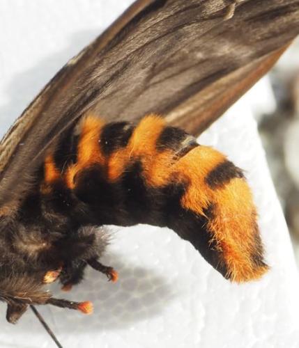 Dirphia radiata